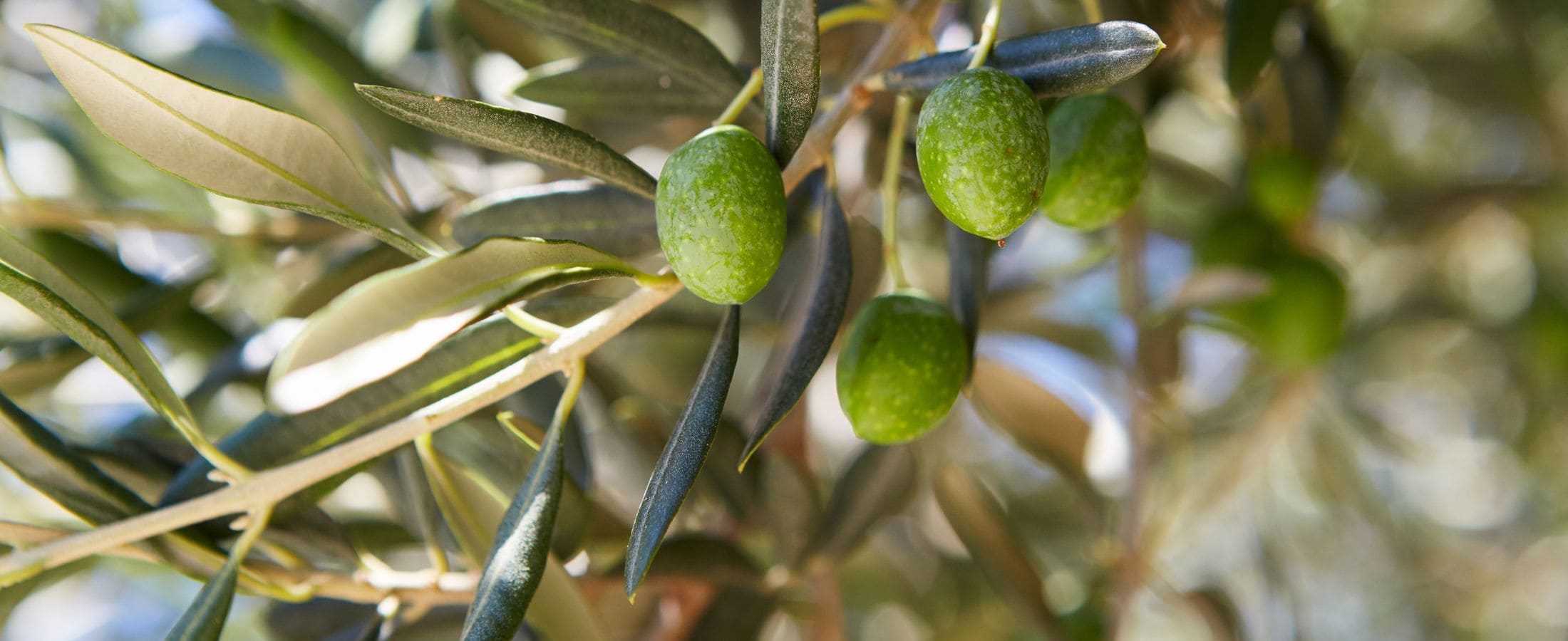 olives sur branche d'olivier